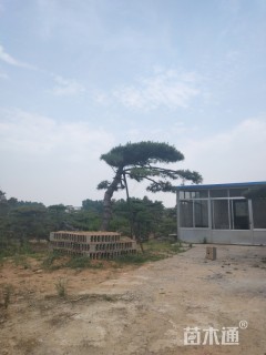 造型松
