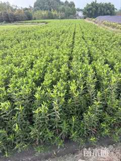 高度180厘米法国冬青
