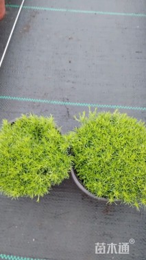 高度10厘米漆姑草