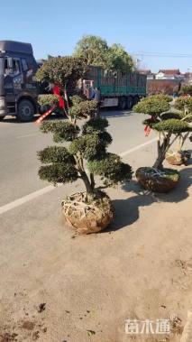 10公分造型瓜子黄杨