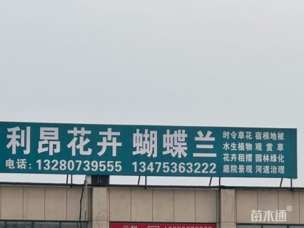 高度50厘米红瑞木