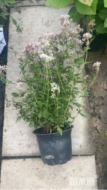 高度45厘米大麻叶泽兰