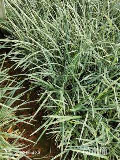 20厘米金边阔叶麦冬