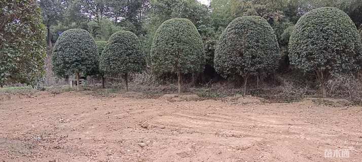 15公分桂花