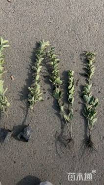 高度45厘米金边黄杨小苗