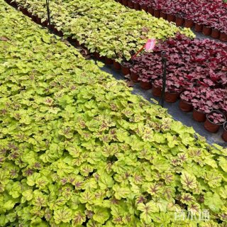 高度50厘米矾根