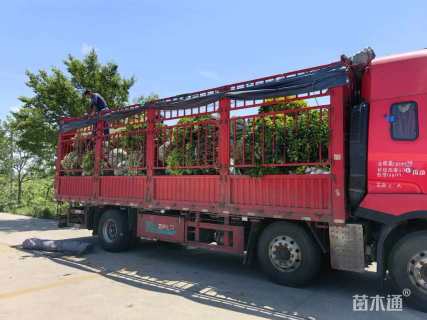 冠幅120厘米金边黄杨球