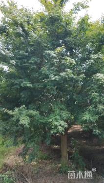 28公分鸡爪槭