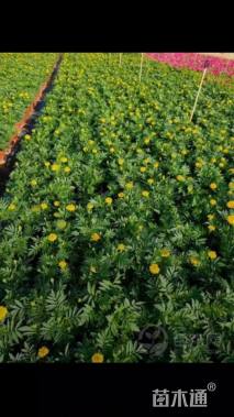 高度15厘米孔雀草