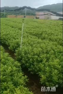 高度35厘米毛鹃