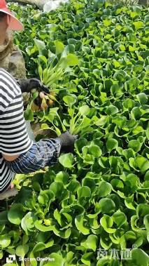 高度10厘米水葫芦