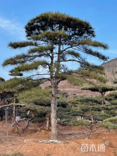 20公分造型油松