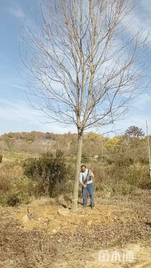 15公分美国红枫