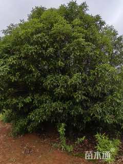 14公分桂花桩景