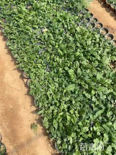 高度20厘米松果菊