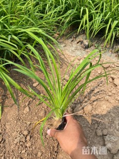 高度25厘米萱草