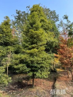 15公分金丝楠木