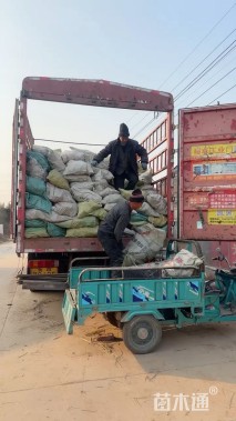 高度40厘米芙蓉菊