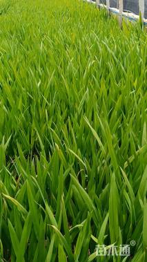 高度30厘米火星花