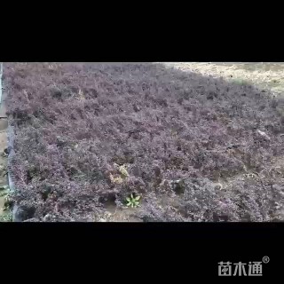 高度40厘米红叶小檗