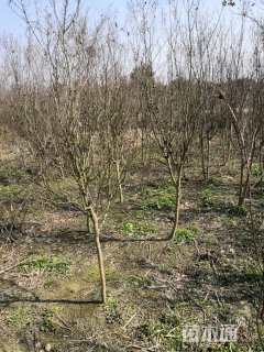 高度220厘米美国三红紫薇