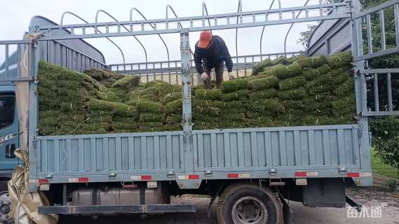 草卷状马尼拉草