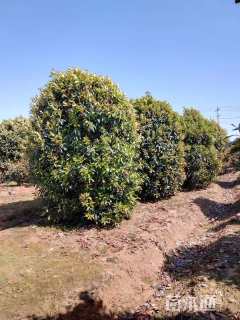 冠幅400厘米石楠球