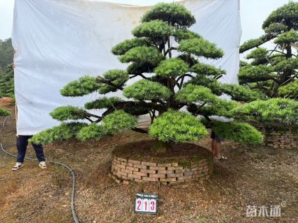 移栽苗造型罗汉松