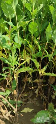 高度60厘米锦带