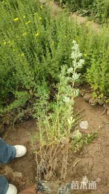 高度40厘米银露梅