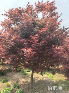 14公分日本红枫