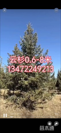 高度350厘米云杉