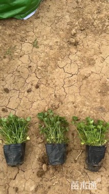 高度30厘米白三叶