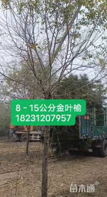 5公分造型金叶榆