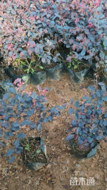 高度40厘米红花继木小苗