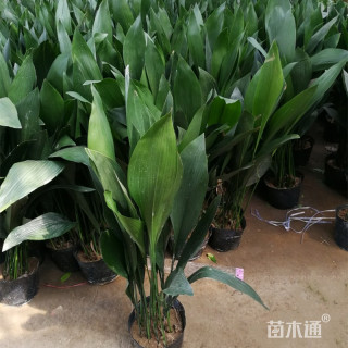 高度40厘米一叶兰