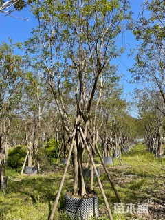 12公分黄花风铃木