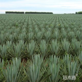 高度80厘米剑麻