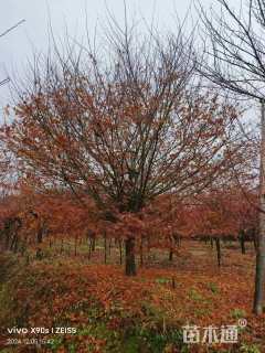 25公分日本红枫