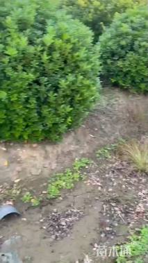 冠幅250厘米海桐球