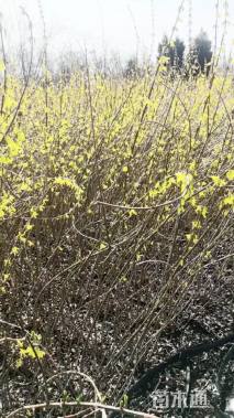 高度100厘米连翘