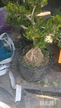 高度50厘米黄杨