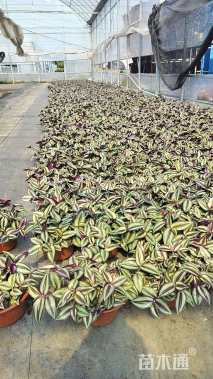 高度15厘米吊竹梅