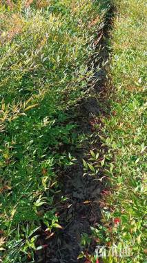 高度25厘米南天竹