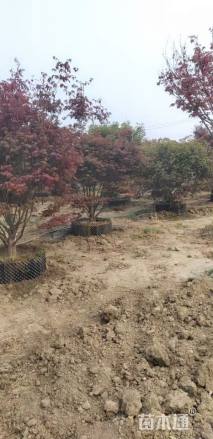 高度200厘米丛生红枫