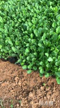 高度30厘米大滨菊