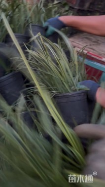 高度35厘米金边阔叶麦冬