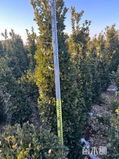 高度180厘米大叶黄杨