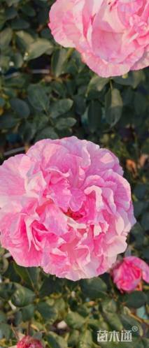 高度100厘米棒棒糖月季