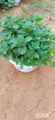 高度10厘米薄荷